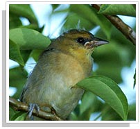 Bird - Ranthambhore National Park