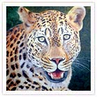 Leopard at Jaisamand Wildlife Sanctuary